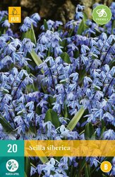JUB X 20 Scilla siberica