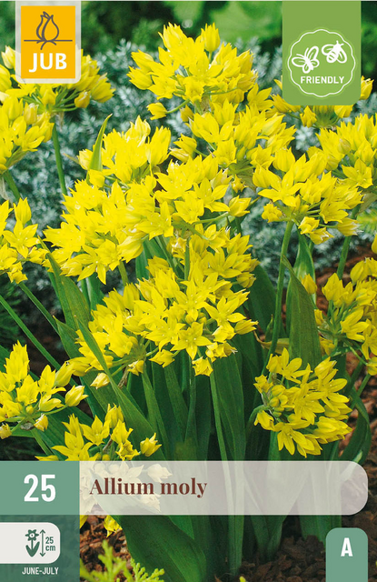 JUB X 25 Allium moly