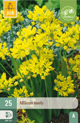 JUB X 25 Allium moly