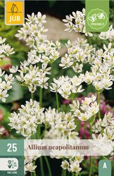 JUB X 25 Allium neapolitanum