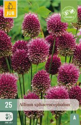 JUB X 25 Allium sphaerocephalon