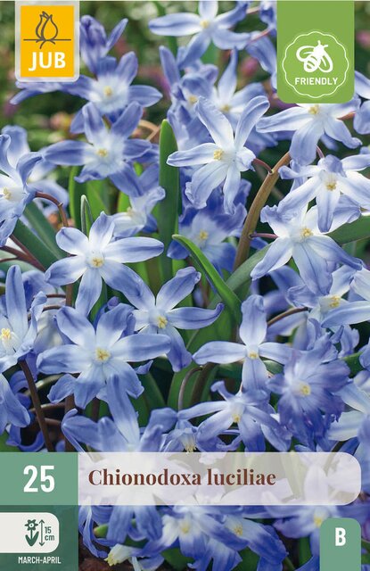 JUB X 25 Chionodoxa luciliae (gigantea)