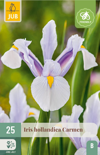 JUB X 25 Iris hollandica Carmen