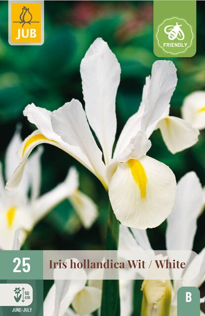 JUB X 25 Iris hollandica Wit