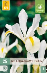 JUB X 25 Iris hollandica Wit