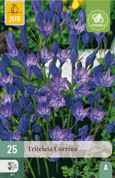 JUB X 25 Triteleia Corrina