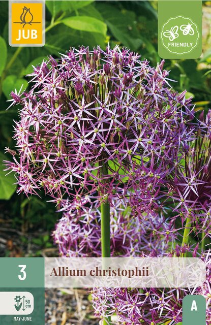 JUB X 3 Allium christophii