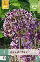 JUB X 3 Allium christophii