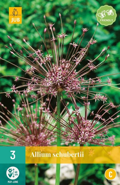 JUB X 3 Allium schubertii