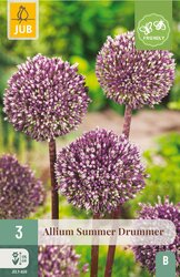 JUB X 3 Allium Summer Drummer