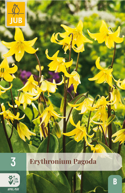 JUB X 3 Erythronium Pagoda