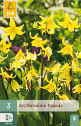 JUB X 3 Erythronium Pagoda