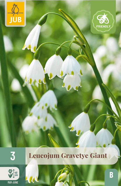 JUB X 3 Leucojum Gravetye Giant
