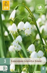 JUB X 3 Leucojum Gravetye Giant