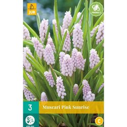 JUB X 3 Muscari Pink Sunrise