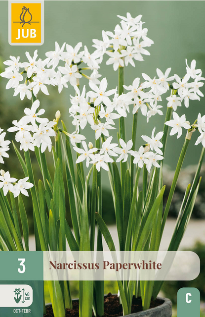 JUB X 3 Narcissus Paperwhite