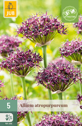 JUB X 5 Allium atropurpureum