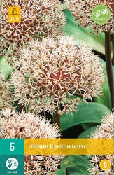 JUB X 5 Allium karataviense