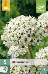 JUB X 5 Allium nigrum