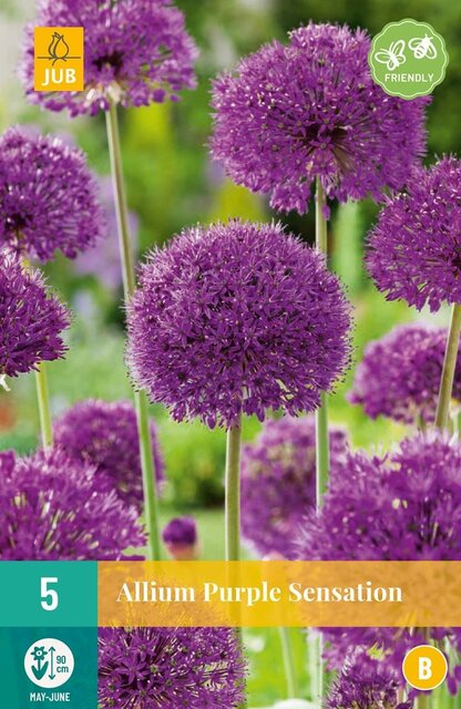 JUB X 5 Allium Purple Sensation
