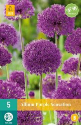 JUB X 5 Allium Purple Sensation