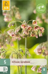 JUB X 5 Allium siculum