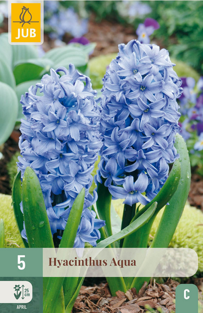 JUB X 5 Hyacinthus Aqua