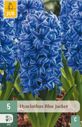 JUB X 5 Hyacinthus Blue Jacket