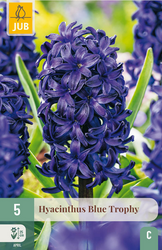JUB X 5 Hyacinthus Blue Trophy