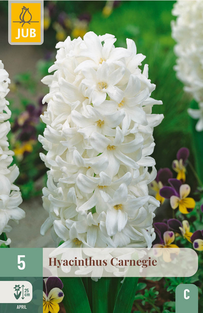 JUB X 5 Hyacinthus Carnegie