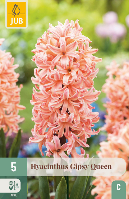 JUB X 5 Hyacinthus Gipsy Queen
