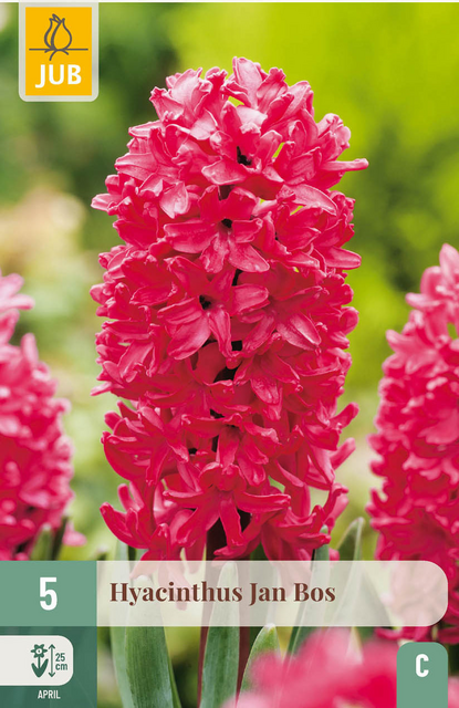 JUB X 5 Hyacinthus Jan Bos