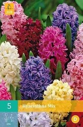 JUB X 5 Hyacinthus Mix