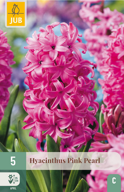 JUB X 5 Hyacinthus Pink Pearl