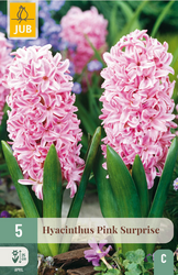 JUB X 5 Hyacinthus Pink Surprise
