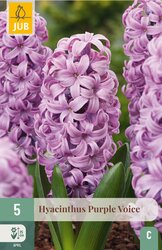 JUB x 5 Hyacinthus Purple Voice - afbeelding 1