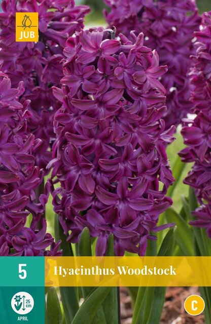 JUB X 5 Hyacinthus Woodstock