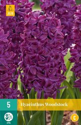 JUB X 5 Hyacinthus Woodstock
