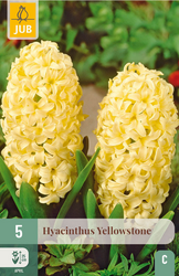 JUB X 5 Hyacinthus Yellowstone