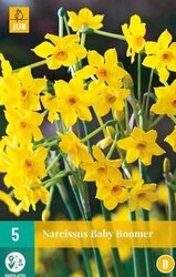JUB X 5 Narcissus Baby Boomer