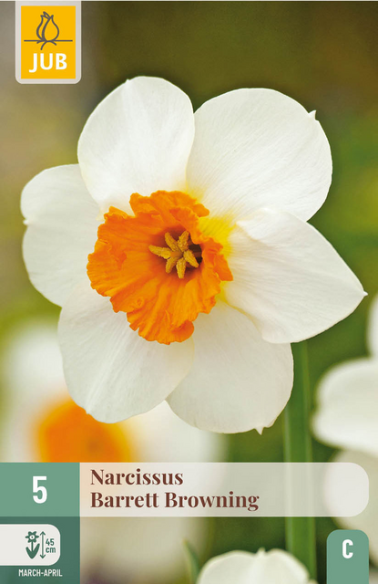 JUB X 5 Narcissus Barrett Browning