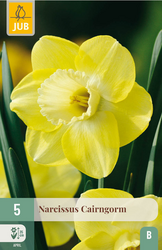 JUB X 5 Narcissus Cairngorm