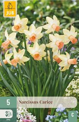 JUB X 5 Narcissus Carice - afbeelding 1