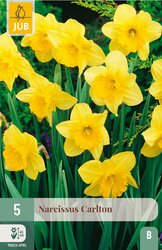JUB X 5 Narcissus Carlton