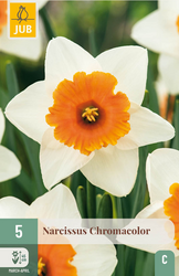 JUB X 5 Narcissus Chromacolor