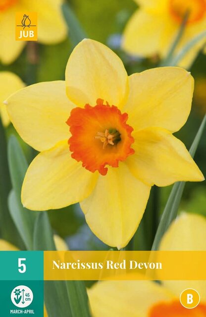 JUB X 5 Narcissus Dubbel Mix