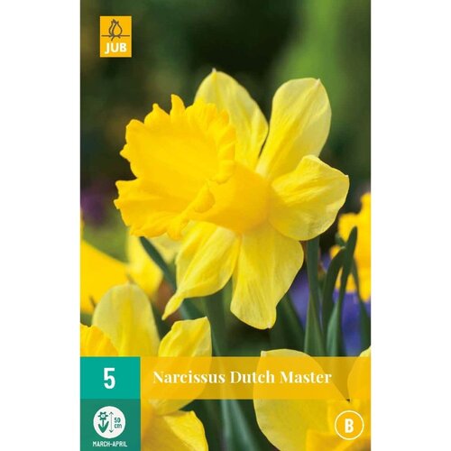 JUB X 5 Narcissus Dutch Master
