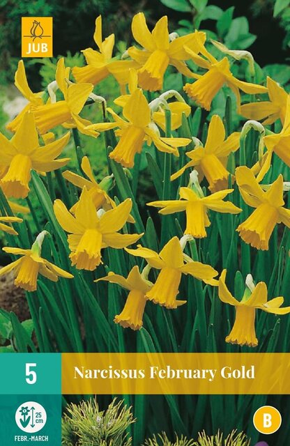 JUB X 5 Narcissus February Gold