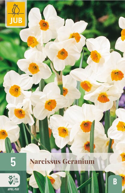 JUB X 5 Narcissus Geranium
