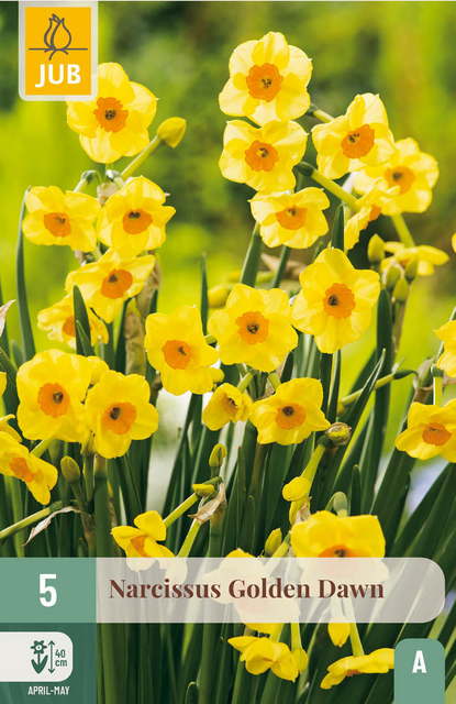 JUB X 5 Narcissus Golden Dawn
